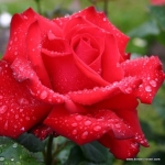 Grande Amore ®