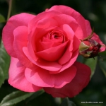 Rosanna ®