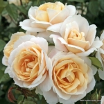 Lions-Rose ®