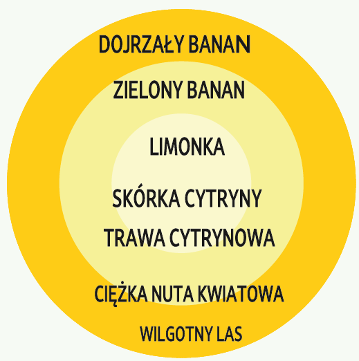 Kompozycja zapachu róży Golden Gate