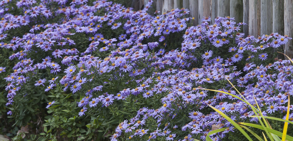 Rośliny towarzyszące różom