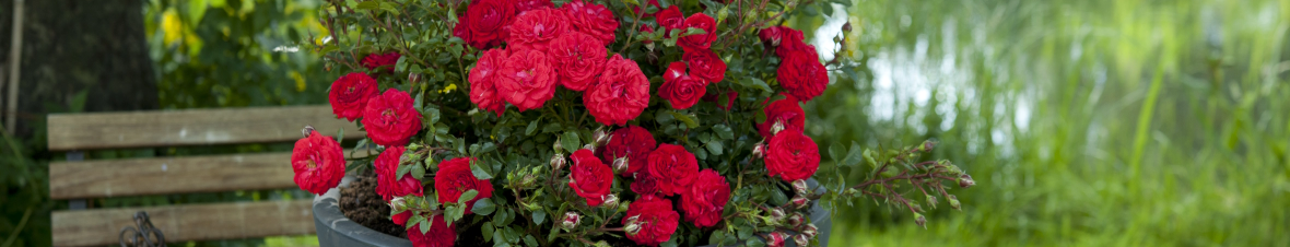 roze wg przeznaczenia uprawy