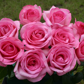 Roze wielkokwiatowe