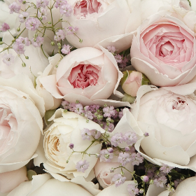 Roze z serii ekskluzywnych