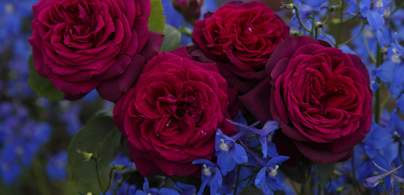 Roze z serii parfuma